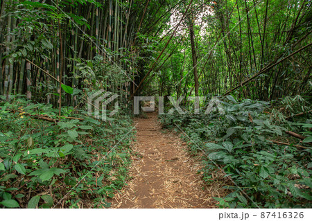 Backgrounds, Bright, Bush, Climate Change, Close-up Backgrounds, Bright, Bush, Climate Change, Close-up 87416326