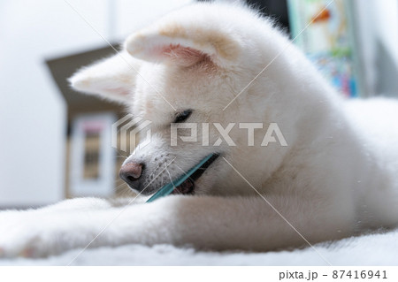 室内飼いの白の秋田犬 室内飼いの白の秋田犬 87416941
