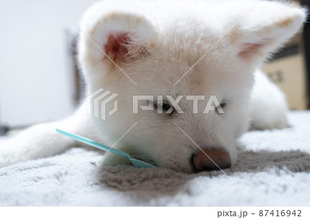 室内飼いの白の秋田犬 87416942