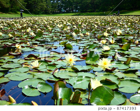 亀とスイレン 87417393