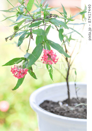 Panama Rose ,Arachnothryx leucophylla 87417440