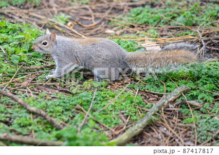 Squirrel in the city park receives nuts from tourists 87417817