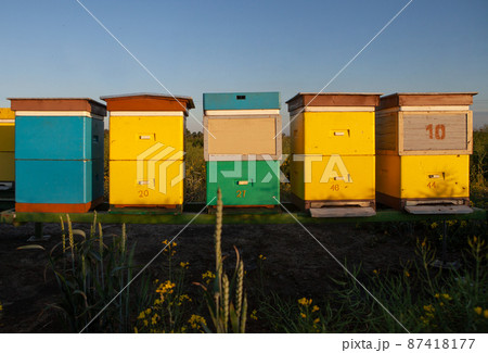 Beekeeping on the rapeseed field. 87418177
