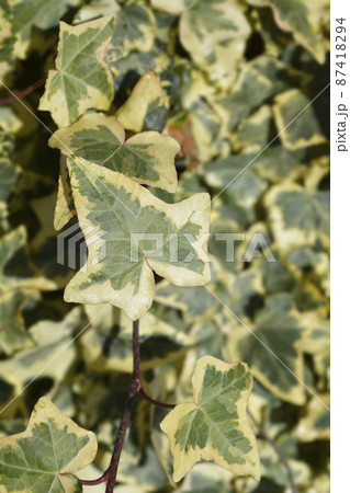 English Ivy Tricolour English Ivy Tricolour 87418294
