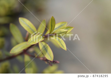 Shrubby Veronica Goldrush Shrubby Veronica Goldrush 87418295