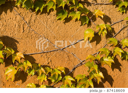 Climbing plant on the old rusty wall. Vintage style Climbing plant on the old rusty wall. Vintage style 87418609