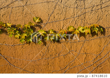 Climbing plant on the old rusty wall. Climbing plant on the old rusty wall. 87418610