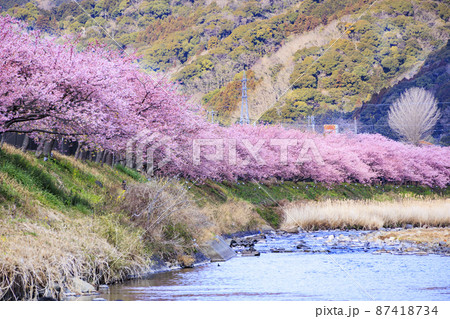静岡県河津町の満開に咲く河津桜 87418734