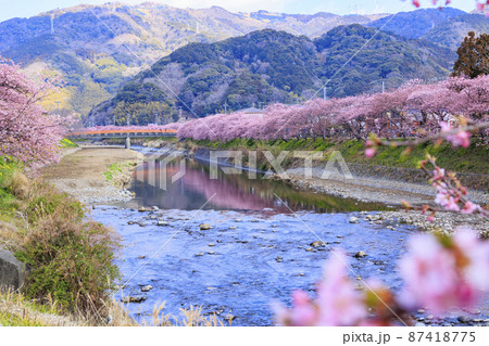 静岡県河津町の満開に咲く河津桜 静岡県河津町の満開に咲く河津桜 87418775