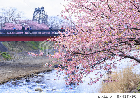 静岡県河津町の満開に咲く河津桜 静岡県河津町の満開に咲く河津桜 87418790