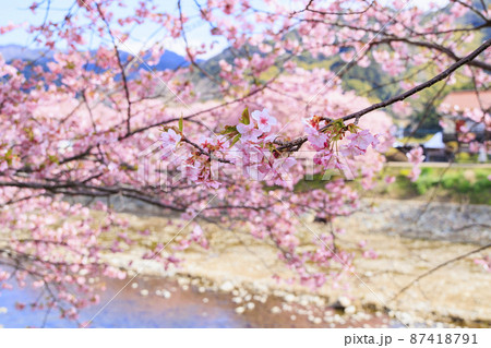 静岡県河津町の満開に咲く河津桜 静岡県河津町の満開に咲く河津桜 87418791