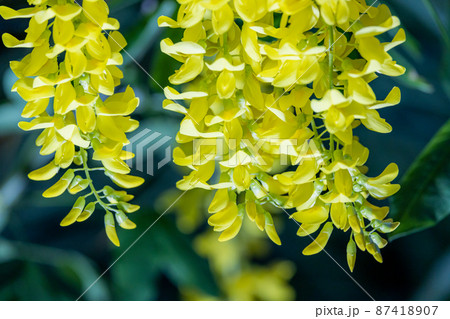 藤の花・黄色い藤 87418907