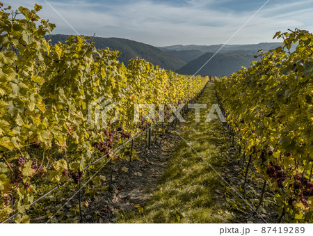 Red Wine grapes ready for harvest Region Moselle River Winningen Germany 87419289