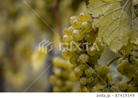 white Wine grapes fall morning mist ready for harvest Region Moselle River Winningen Germany white Wine grapes fall morning mist ready for harvest Region Moselle River Winningen Germany 87419349