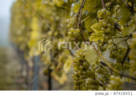 white Wine grapes fall morning mist ready for harvest Region Moselle River Winningen Germany 87419351