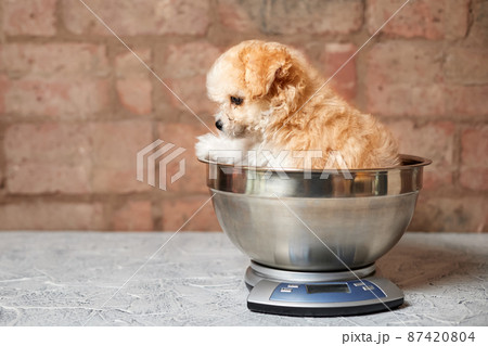 Maltipoo puppy is weighed on a kitchen scale against a brick wall. Close-up, selective focus 87420804