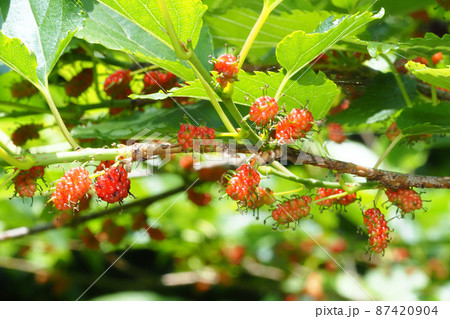 マグワの実 マグワの実 87420904