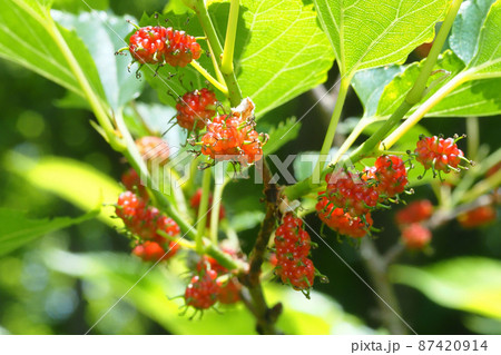 マグワの実 87420914