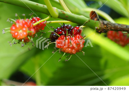 マグワの実 87420949