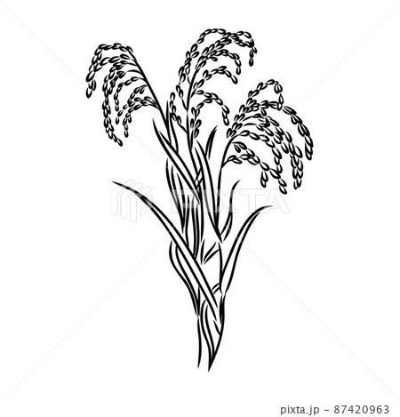 Rice set. Plant of rice and rice field hand drawn vector illustration in sketch style 87420963