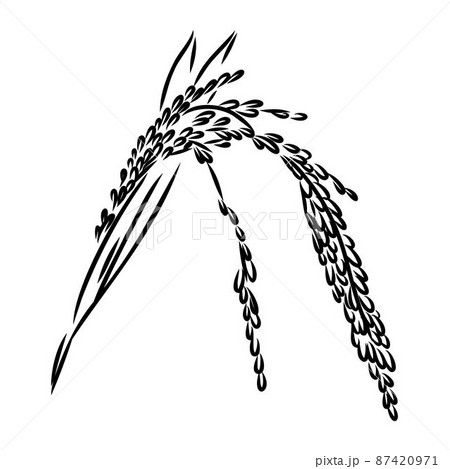 Rice set. Plant of rice and rice field hand drawn vector illustration in sketch style 87420971