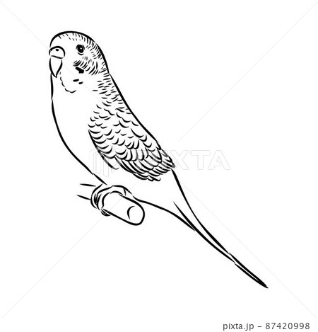 A Cute Budgie Sits On A Perch Vector Sketch のイラスト素材