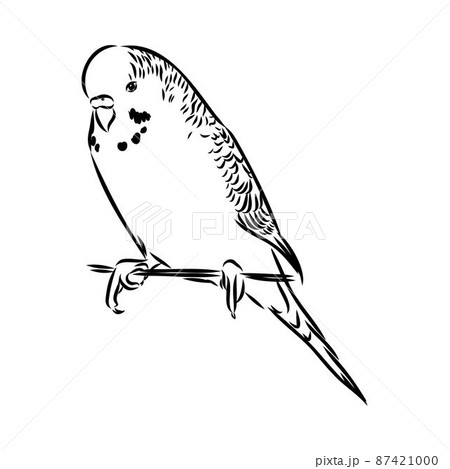 A cute budgie sits on a perch. Vector sketch illustration for design, advertising, prints. 87421000