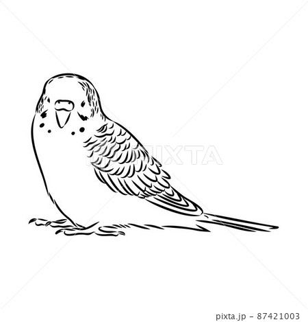A cute budgie sits on a perch. Vector sketch illustration for design, advertising, prints. 87421003