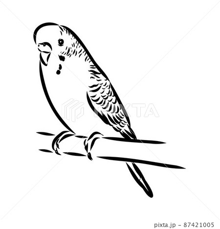 A cute budgie sits on a perch. Vector sketch illustration for design, advertising, prints. A cute budgie sits on a perch. Vector sketch illustration for design, advertising, prints. 87421005