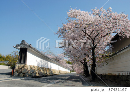 春の観修寺　参道の桜　京都市山科区 87421167