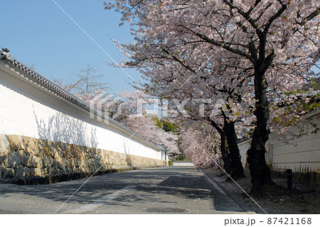春の観修寺　参道の桜　京都市山科区 87421168
