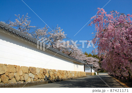 春の観修寺 参道の白へいと桜 京都市山科区 春の観修寺 参道の白へいと桜 京都市山科区 87421171