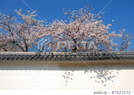 春の観修寺 参道の白へいと桜 京都市山科区 春の観修寺 参道の白へいと桜 京都市山科区 87421172