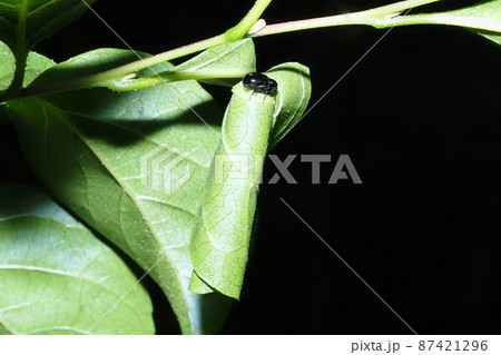 エゴツルクビオトシブミ（メス）と揺籃 87421296