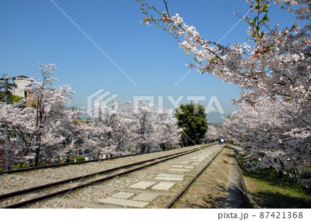 春のインクライン、春の琵琶湖疏水、南禅寺水路閣、インクラインの桜並木、琵琶湖疎水の桜、蹴上インクライ 87421368