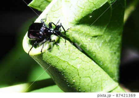 エゴツルクビオトシブミ（メス）と揺籃 87421369