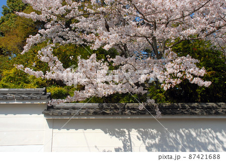春の金地院 白塀と満開の桜 京都市左京区 春の金地院 白塀と満開の桜 京都市左京区 87421688