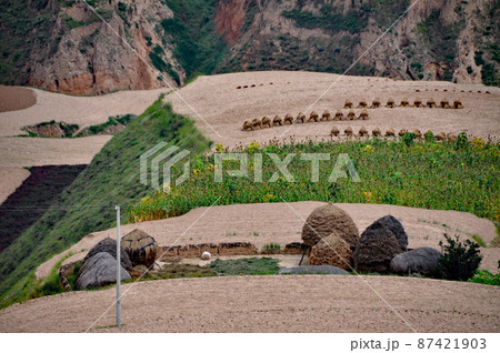 中国　甘粛省　耕して天に到る黄土高原の段々畑 87421903