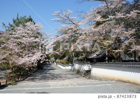 南禅寺 境内の桜 京都市左京区 南禅寺 境内の桜 京都市左京区 87423873
