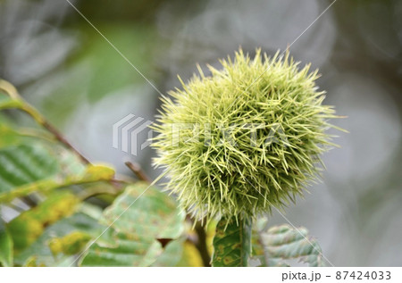 秋の味覚　栗 87424033