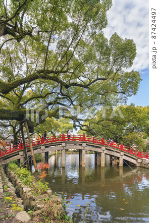 [九州・大宰府] 赤い太鼓橋と池を見下す苔に覆われた太宰府天満宮の楠。 87424497