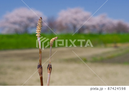 つくしと桜並木 87424598