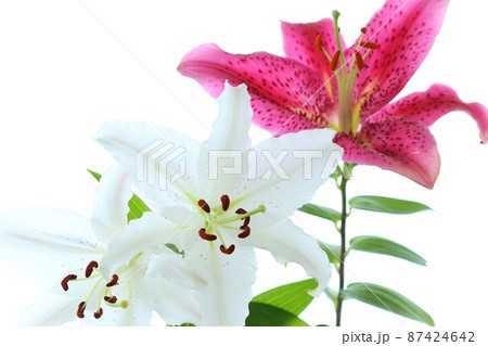 Oriental Lilies - Light Pink