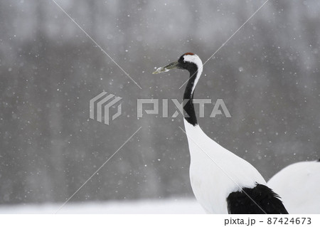 降雪の中に立つタンチョウ 降雪の中に立つタンチョウ 87424673