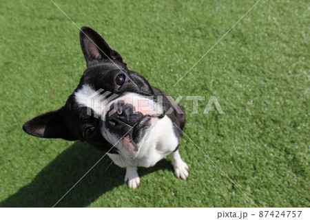 我が家のドックランで可愛いポーズを見せる愛犬ボストンテリアのマイティくん 我が家のドックランで可愛いポーズを見せる愛犬ボストンテリアのマイティくん 87424757