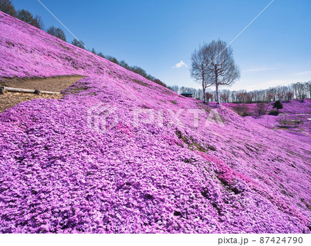 東藻琴芝桜公園 東藻琴芝桜公園 87424790