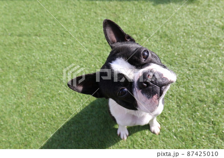我が家のドックランで可愛いポーズを見せる愛犬ボストンテリアのマイティくん 我が家のドックランで可愛いポーズを見せる愛犬ボストンテリアのマイティくん 87425010