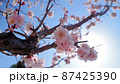 梅の花 87425390