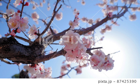 梅の花 梅の花 87425390
