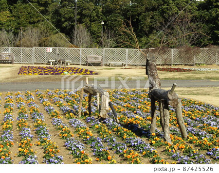 可愛いオレンジ色、空色の花はビオラの花 87425526